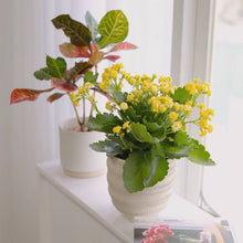 Kalanchoe blossfeldiana 'Calandiva Yellow' in 2"/4"/6" Pot: 4" Pot / Flower