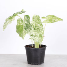 Alocasia Blizzard - 6" Live Plant - RARE