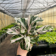 Calathea 'Stella' - Live Plant: 6-inch Pot