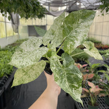 Alocasia Blizzard - 6" Live Plant - RARE