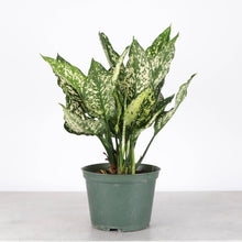 Wintery Winehouse Aglaonema - 6" Live Plant