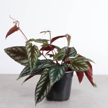 Cissus Discolor - Rex Begonia Vine - Live Plant: 6" Pot