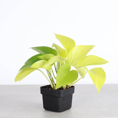 Neon Pothos Plant - Live Plant: 3
