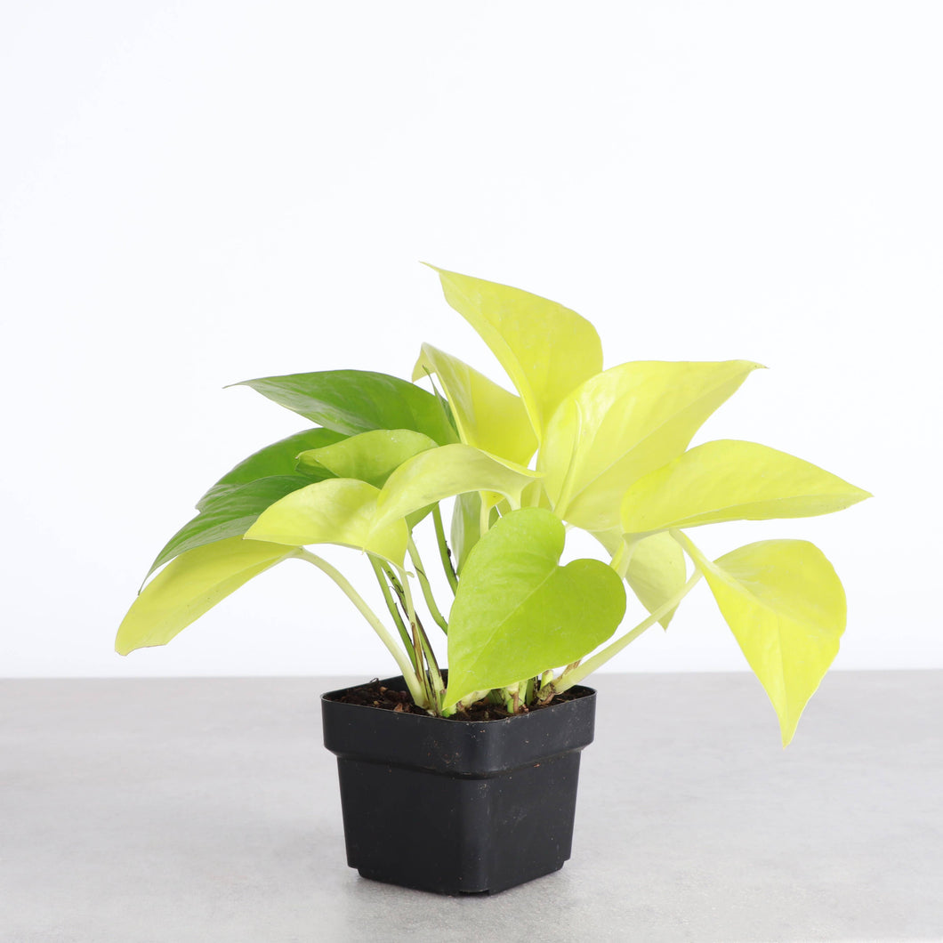 Neon Pothos Plant - Live Plant: 3