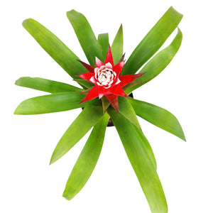 Bromeliad Guzmania 'Red' - Colorful Indoor Plants - 4/6in: 4 inch