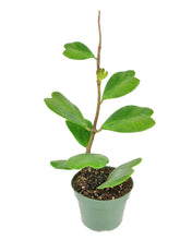 Trailing Hoya Kerrii Heart (At least 3+ leaves) - 4/6 inch: 4 inch
