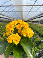 Flowering Calandiva - Kalanchoe - 4" Live Plant: Orange
