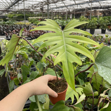 Philodendron Mayoi - 4