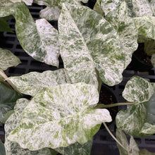 Alocasia Blizzard - 6" Live Plant - RARE