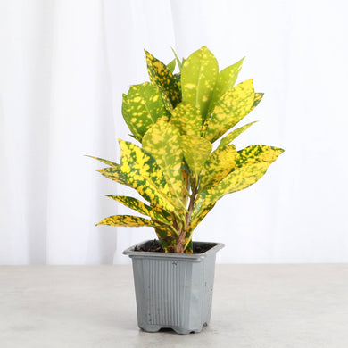 Gold Dust Croton - 3