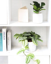 Ficus Lyrata Little Sunshine - Fiddle Leaf Fig  - 4 inch