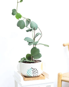 Trailing Hoya Kerrii Heart (At least 3+ leaves) - 4/6 inch: 4 inch