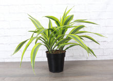 Lemon Lime Dracaena - Live Plant: 3" Pot