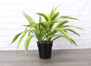 Lemon Lime Dracaena - Live Plant: 3" Pot