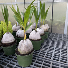 Coconut Palm - 6" Live Plant