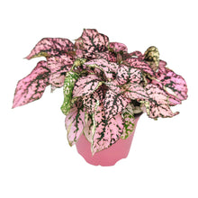 Hypoestes Phyllostachya Pink Splash - Colorful Houseplant: Pink and White Mix / 4" Pot