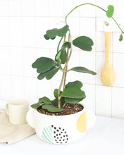 Trailing Hoya Kerrii Heart (At least 3+ leaves) - 4/6 inch: 4 inch