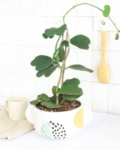 Trailing Hoya Kerrii Heart (At least 3+ leaves) - 4/6 inch: 4 inch