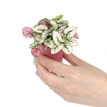 Hypoestes Phyllostachya Pink Splash - Colorful Houseplant: Pink and White Mix / 4" Pot
