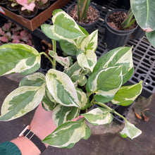 Pearls and Jade Pothos - Live Plant: 4" Pot