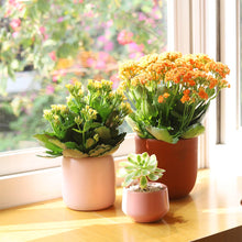 Kalanchoe blossfeldiana 'Calandiva Yellow' in 2"/4"/6" Pot: 4" Pot / Flower