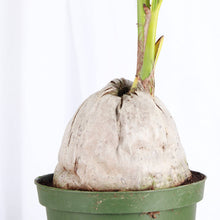 Coconut Palm - 6" Live Plant