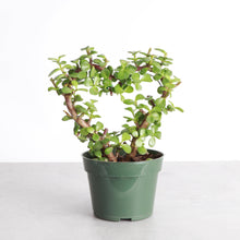 Jade Heart Bonsai -  Live Plant: 4" Pot