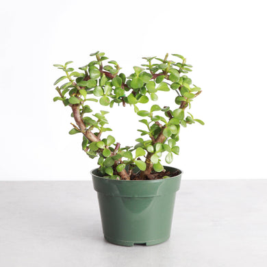 Jade Heart Bonsai -  Live Plant: 4