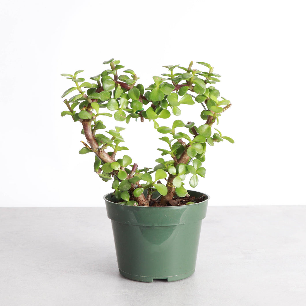 Jade Heart Bonsai -  Live Plant: 4