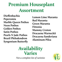 Grower's Choice Houseplant Assortment - 3" Live Plants: Premium