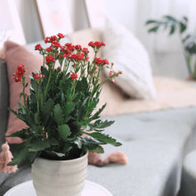 Kalanchoe blossfeldiana 'Calandiva Red' in 2"/4.5"/6" Pot: 6" Pot / Flower