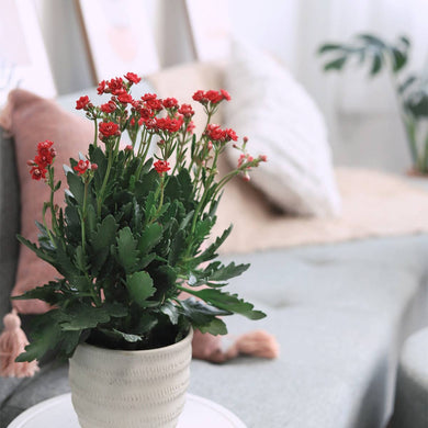 Kalanchoe blossfeldiana 'Calandiva Red' in 2