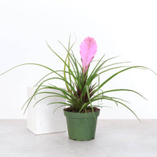 Pink Quill Bromeliad - 4" Live Plant