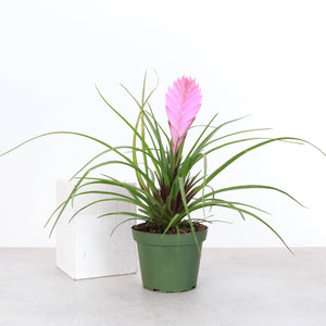 Pink Quill Bromeliad - 4" Live Plant