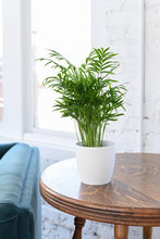 Neanthe Bella Palm, Parlor Palm - Live Plant: 6" Pot