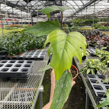 Philodendron Mayoi - 4" Live Plant