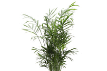 Neanthe Bella Palm, Parlor Palm - Live Plant: 6" Pot