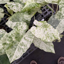 Alocasia Blizzard - 6" Live Plant - RARE