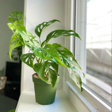 Swiss Cheese Plant, Monstera Adansonii - Live Plant: 4" Pot