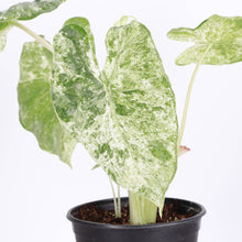 Alocasia Blizzard - 6" Live Plant - RARE