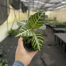 Zebra Plant - 4" Live Plant