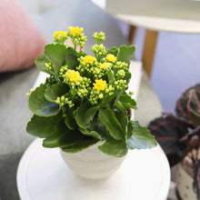 Kalanchoe blossfeldiana 'Calandiva Yellow' in 2"/4"/6" Pot: 4" Pot / Flower