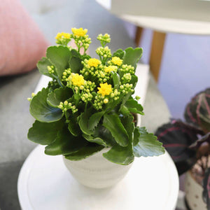 Kalanchoe blossfeldiana 'Calandiva Yellow' in 2"/4"/6" Pot: 4" Pot / Flower