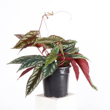 Cissus Discolor - Rex Begonia Vine - Live Plant: 6" Pot