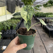 Variegated Alocasia Dragonscale Mint - 4" Live Plant - RARE