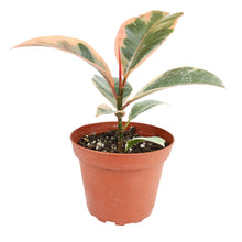 Ficus Tineke - Ficus Elastica Ruby Pink - 4/6 inch  Pot: 6 inch