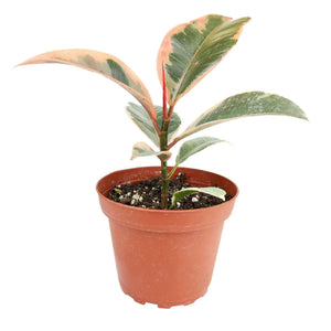 Ficus Tineke - Ficus Elastica Ruby Pink - 4/6 inch  Pot: 6 inch