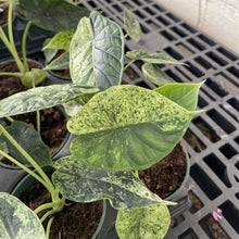 Variegated Alocasia Dragonscale Mint - 4" Live Plant - RARE