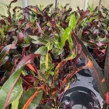 Mammy Croton - Live Plant: 3" Pot