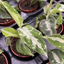 Aglaonema Pictum Peacock - Tricolor - 3" Live Plant - RARE